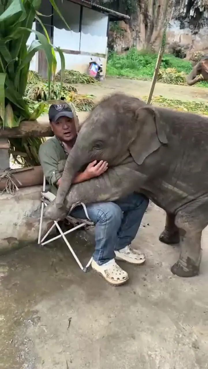 فیلم رفتار بامزه بچه فیل با محیط‌بان