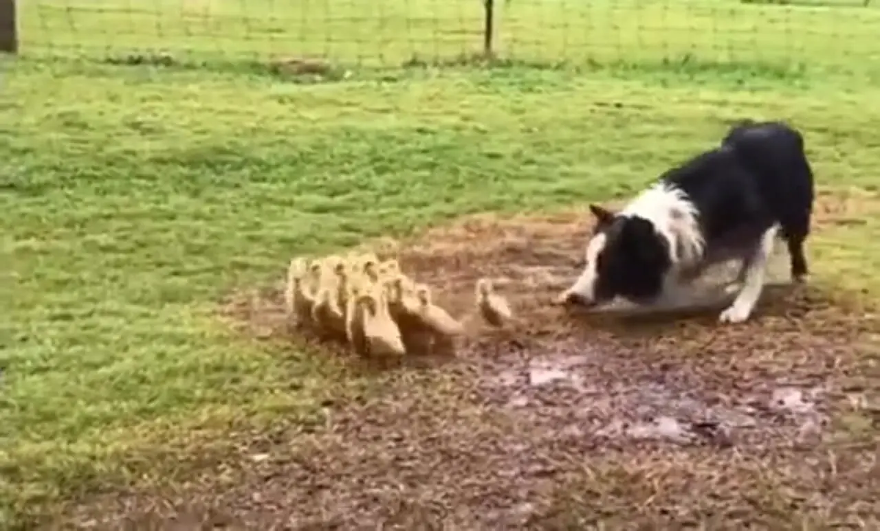 فیلم سگ اردکچران در مزرعه