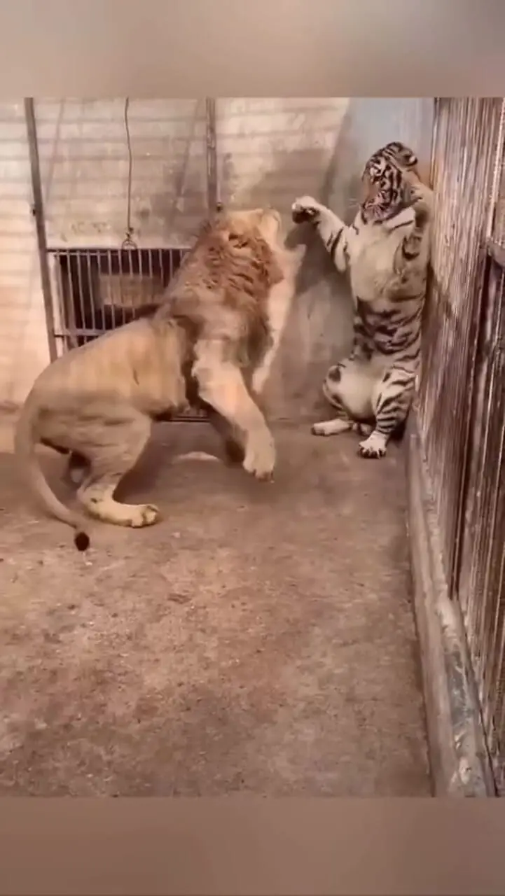 فیلم نبرد دیدنی شیر و پلنگ