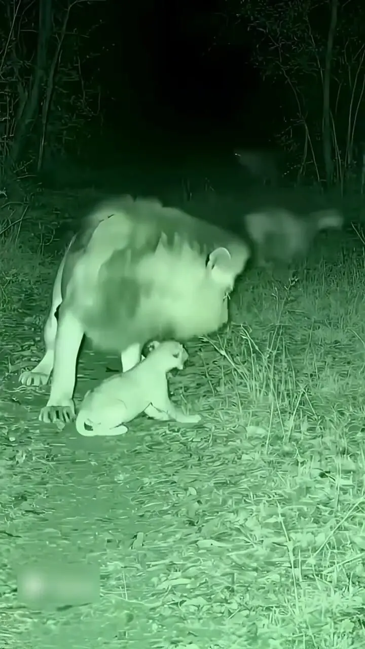 فیلم نجات توله شیر از چنگال کفتارها توسط شیر نر