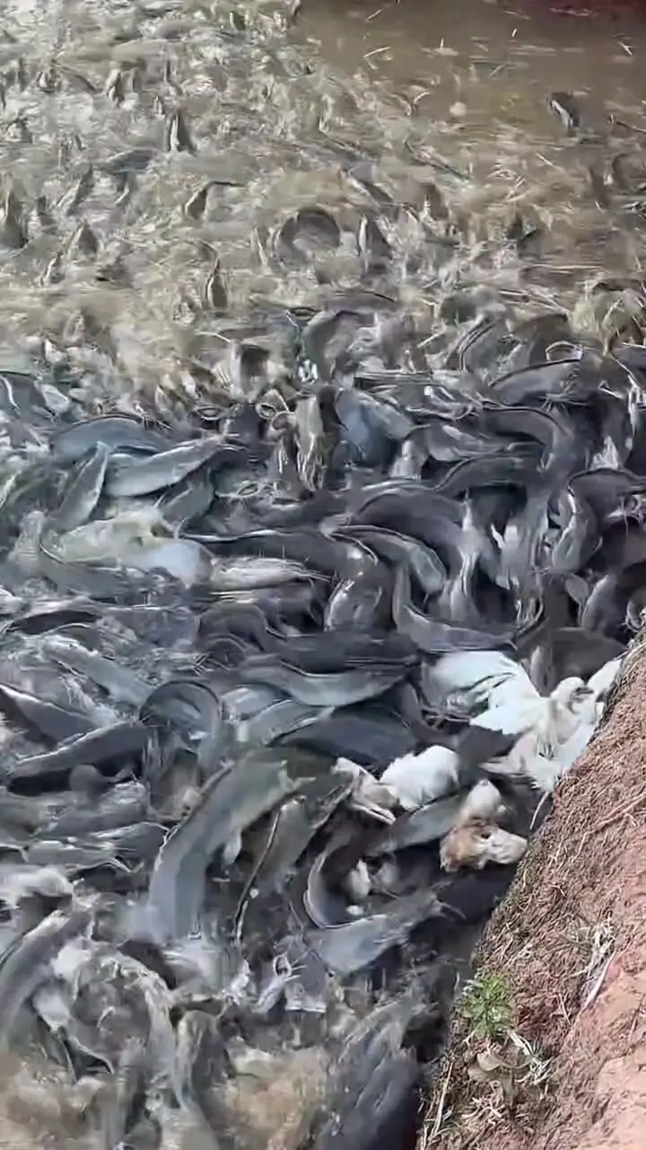 فیلم تغذیه گربه‌ماهی‌ها با مرغ و جوجه زنده در رودخانه