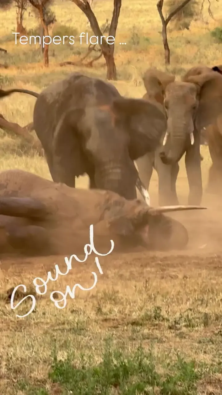 فیلم درگیری شدید دو فیل غول‌پیکر در حیات‌وحش