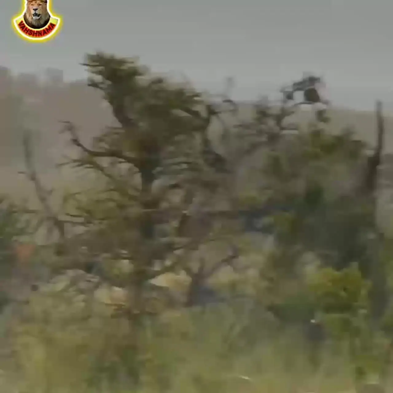 فیلم شکار نفس‌گیر غزال توسط چیتا