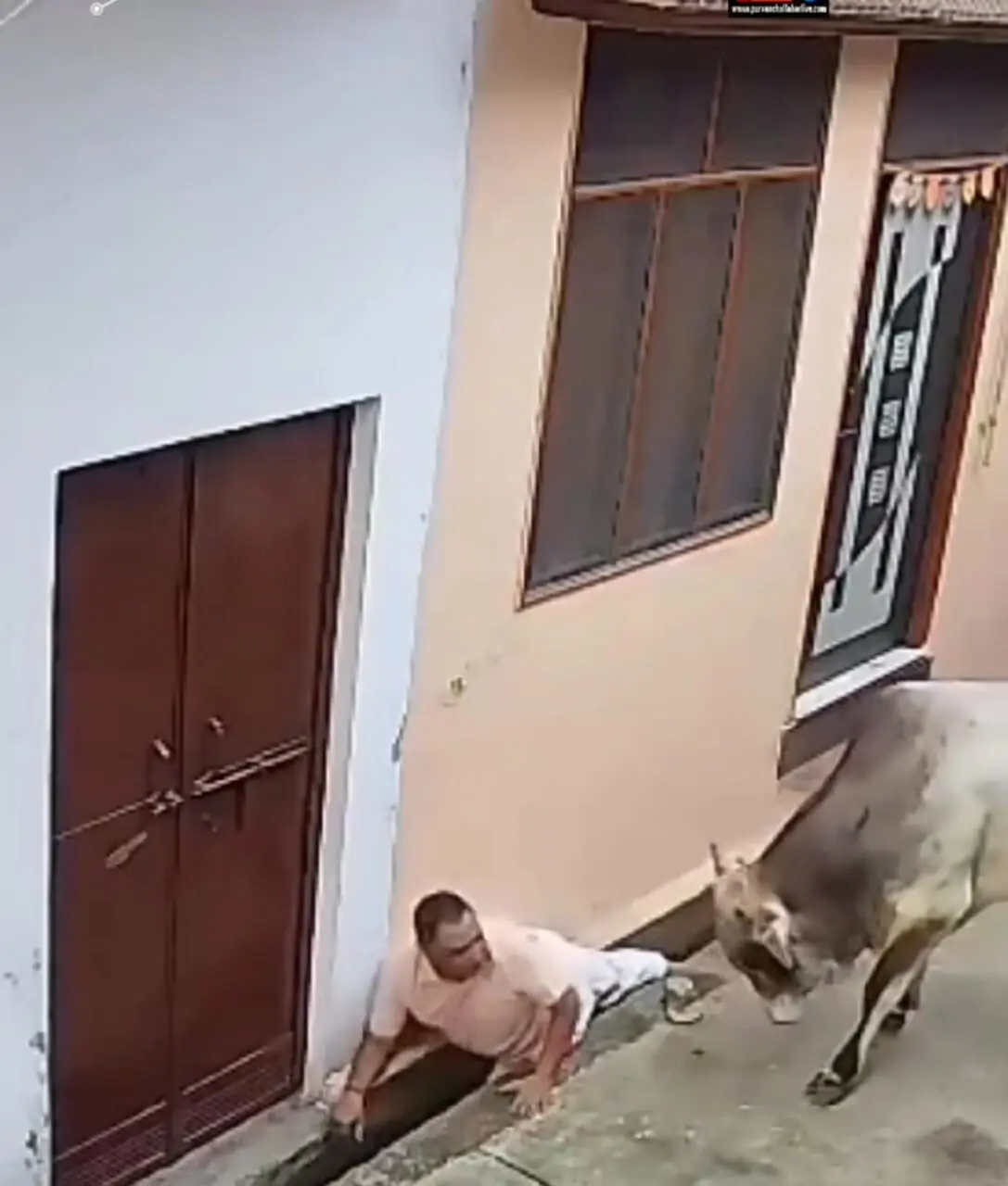 فیلم حمله گاو خشمگین به مرد