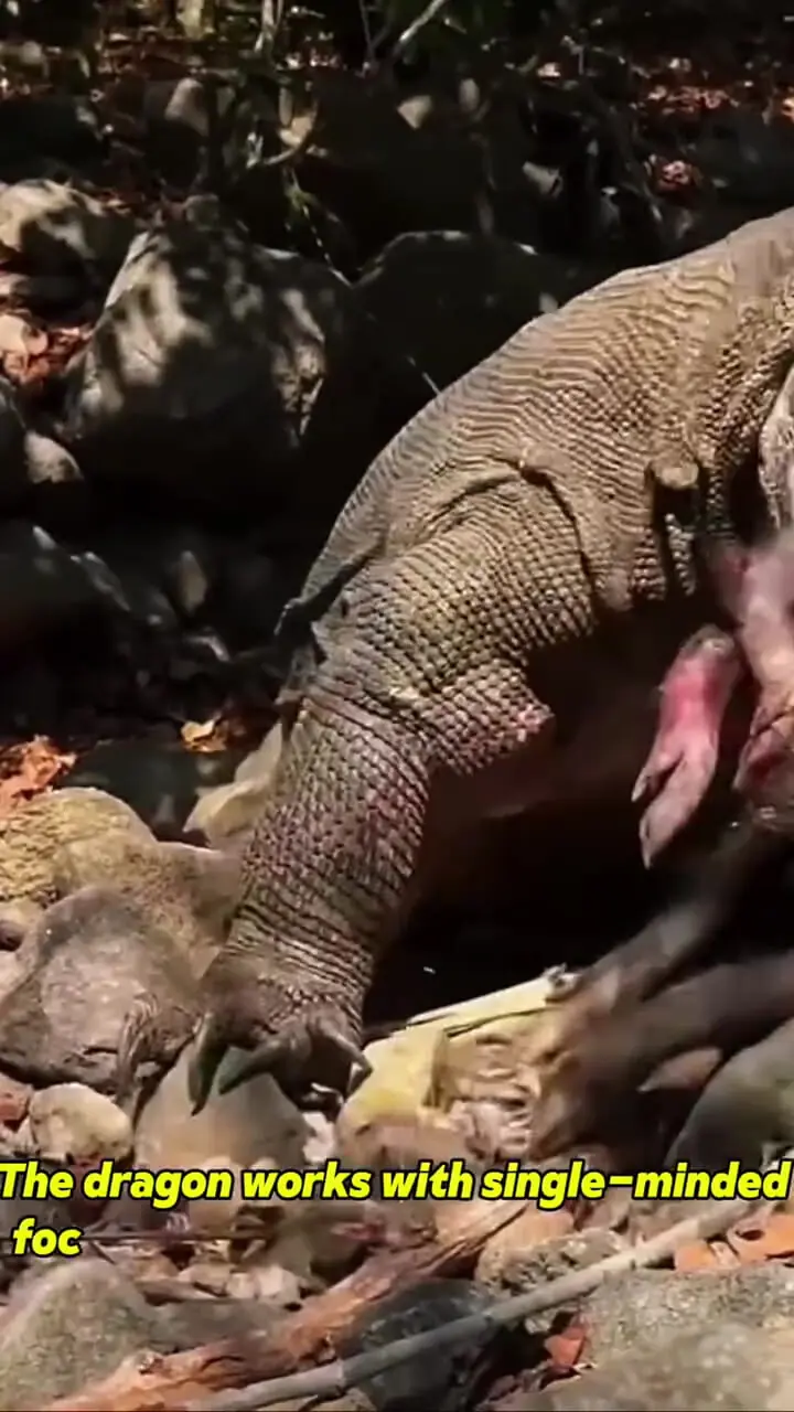 فیلم / کومودو در حال بلعیدن گراز بیمار