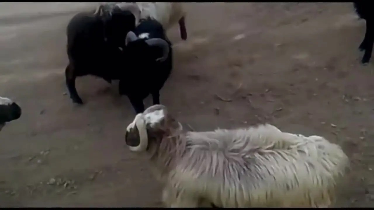 فیلم درگیری دیدنی قوچ های نر در کوهستان