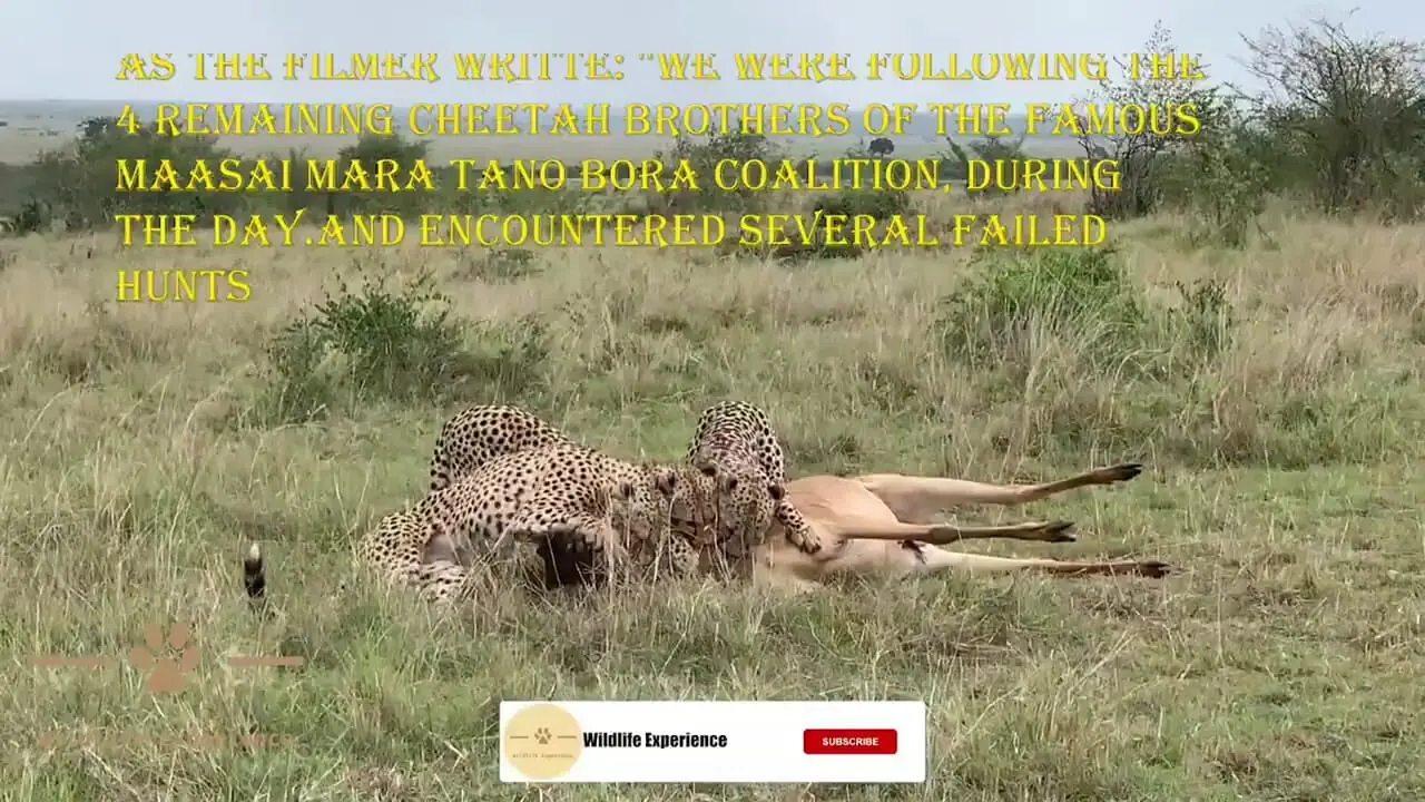 فیلم جدال یوزپلنگ‌ها و کفتار با فرار انتلوپ