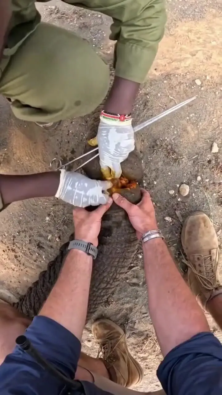 فیلم / نجات جان فیل با زخم عمیق در خرطوم