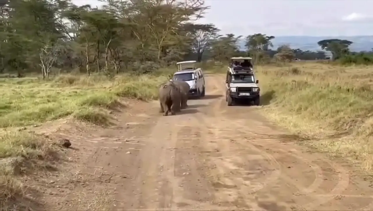 فیلم درگیری شدید بین دو کرگدن برای قلمرو