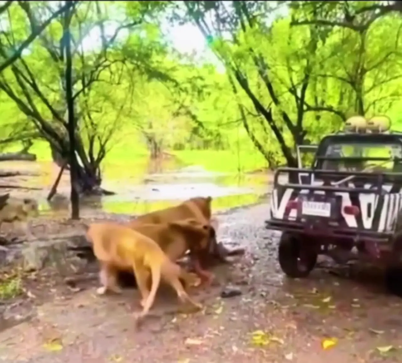 فیلم حمله مرگبار شیر در کمپ سافاری آفریقا