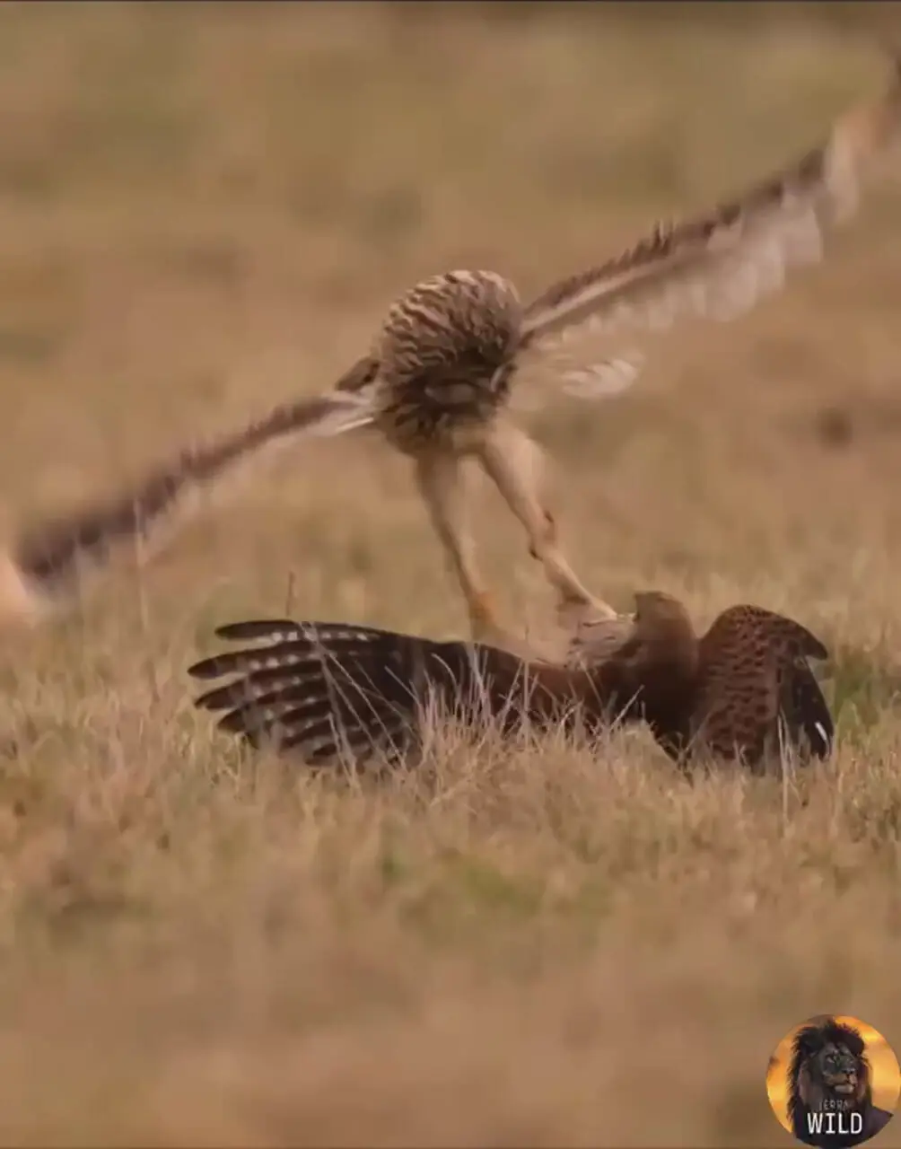 فیلم نبرد دیدنی بین شاهین و جغد