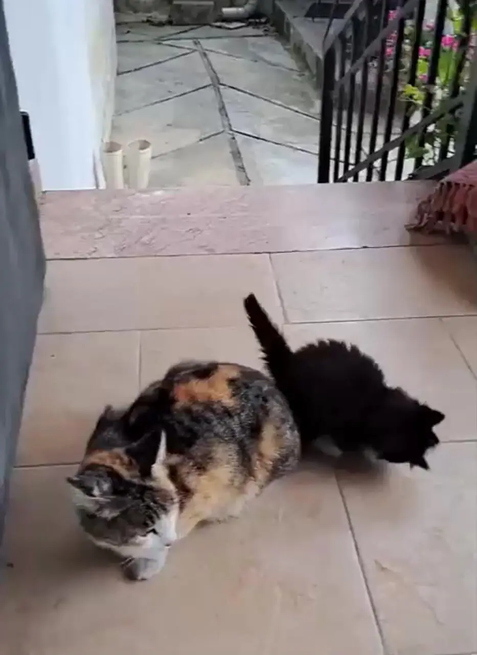 نگاهی به چیدمان شاهانه و لاکچری منزل مادری سیاوش خیرابی، بازیگر سریال «آوای باران»/ از بالکن ایرانی‌پسند با پت خونگی تا فرش اصیل ایرانی و ترمه یزدی