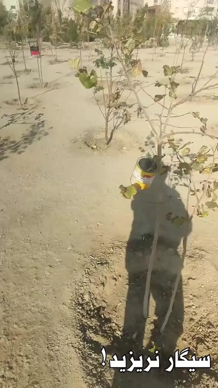 این کودک افغانستانی آرزویش نجات سرسبزی تپه ای در شمال تهران است / فقط می گوید: ته سیگار نریزید  + فیلم