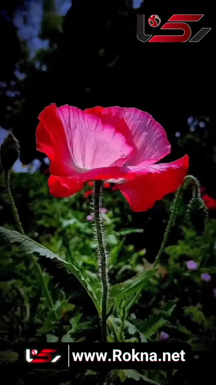 تفسیر فال حافظ امروز 15 آبان