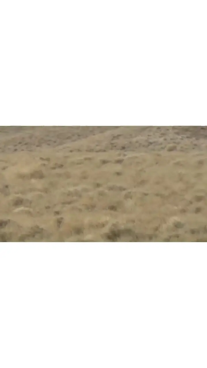  فیلمی بی نظیر از مشاهده یوز ایرانی/ نخستین زادآوری مستند یوزپلنگ آسیایی در میاندشت پس از یک دهه/ مشاهد یوز ماده و  4 توله در خراسان شمالی