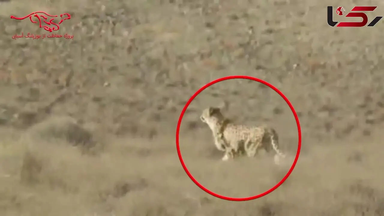 شناسایی یوزپلنگ ماده ای که با 4 توله اش در میاندشت دیده شد / «هلیا» با کد شناسایی TR-CH006-F