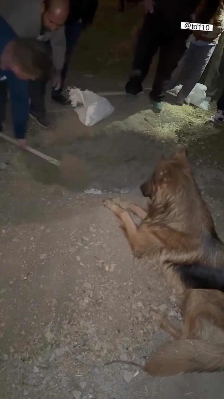 مرگ دلخراش تیدا سگ بازیگر در فیلم متری شیش و نیم + فیلم