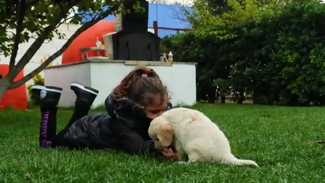 دستور پخت دونر مرغ سنتی؛ غذای محلی خوشمزه آذربایجان