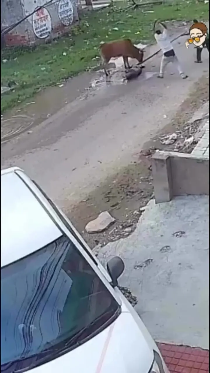فیلم حمله خطرناک گاو به پیرمرد در خیابان هند