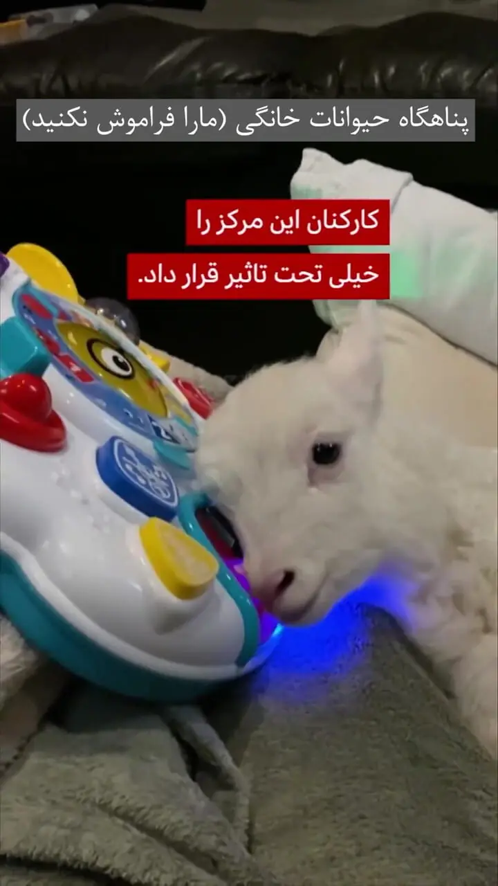 داستان زندگی بره ای با ناتوانی جسمی که قلب هزاران نفر را تسخیر کرد