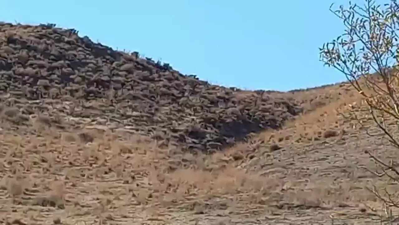 فیلم / ثبت فیلم کم نظیر از یوزپلنگ آسیایی در خراسان رضوی برای سومین بار در سال جاری !