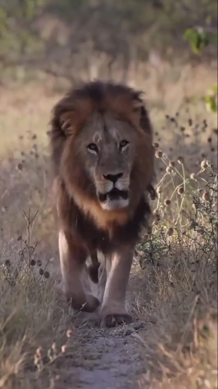 فیلم شکوه دیدنی شیر در قلمرو خود