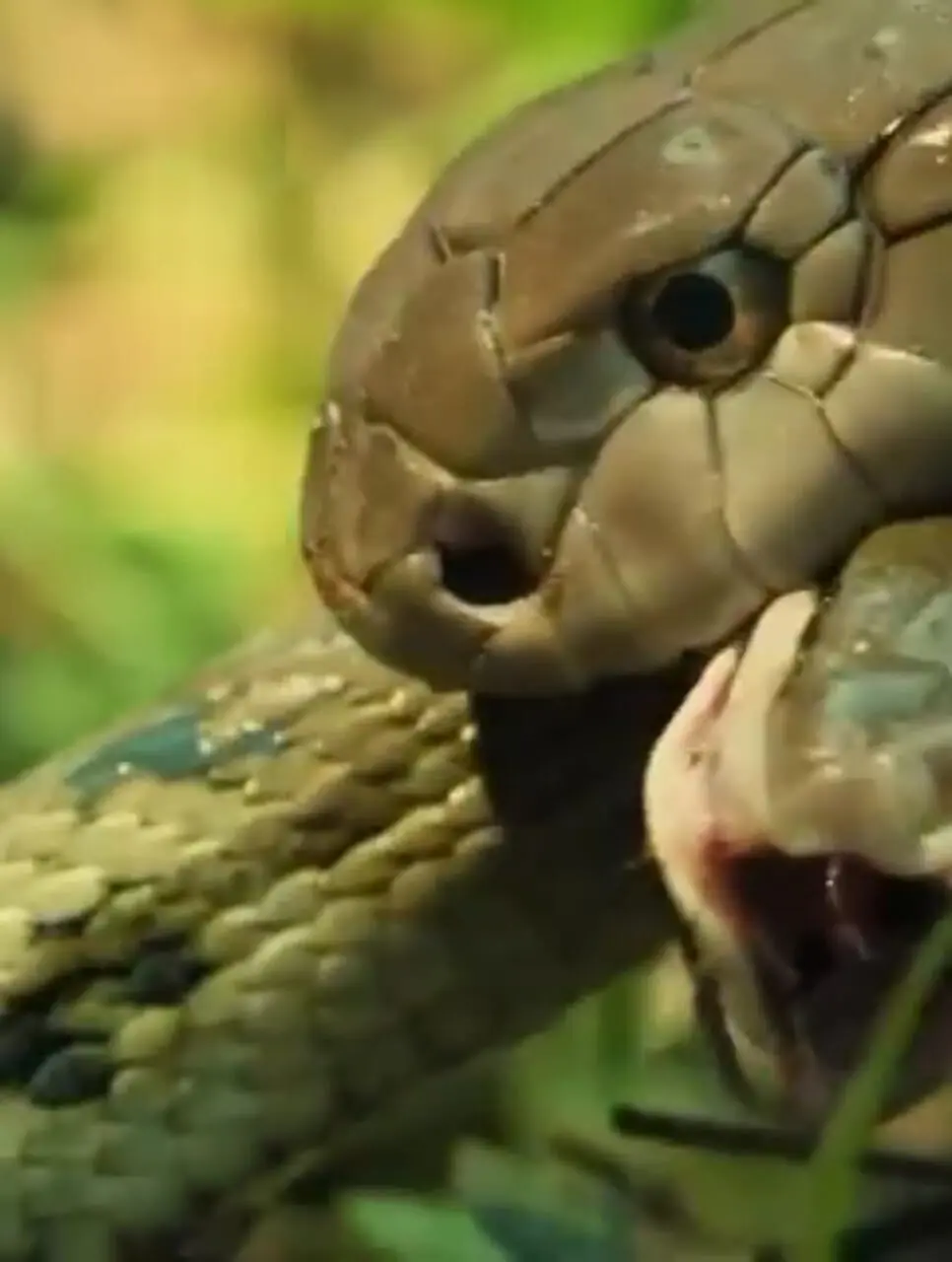 فیلم نبرد دیدنی مارها با پایان غیرمنتظره