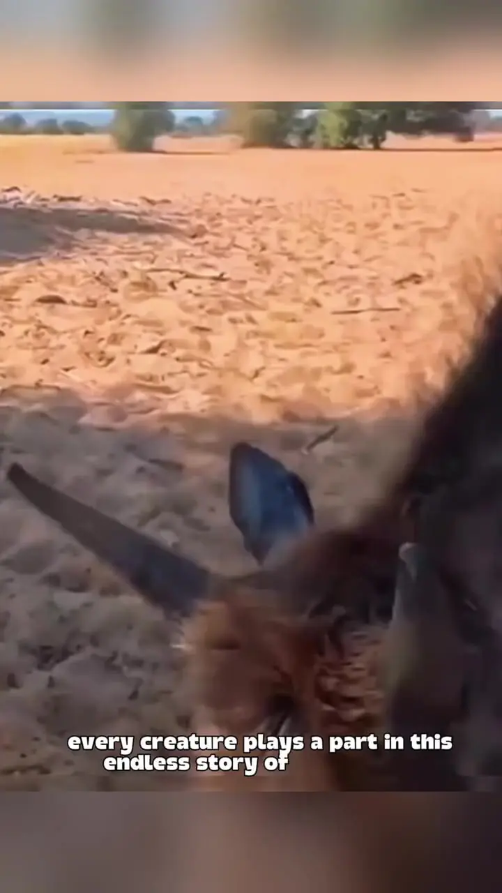 فیلم گوزن یالدار از محاصره سگ‌های وحشی فرار کرد