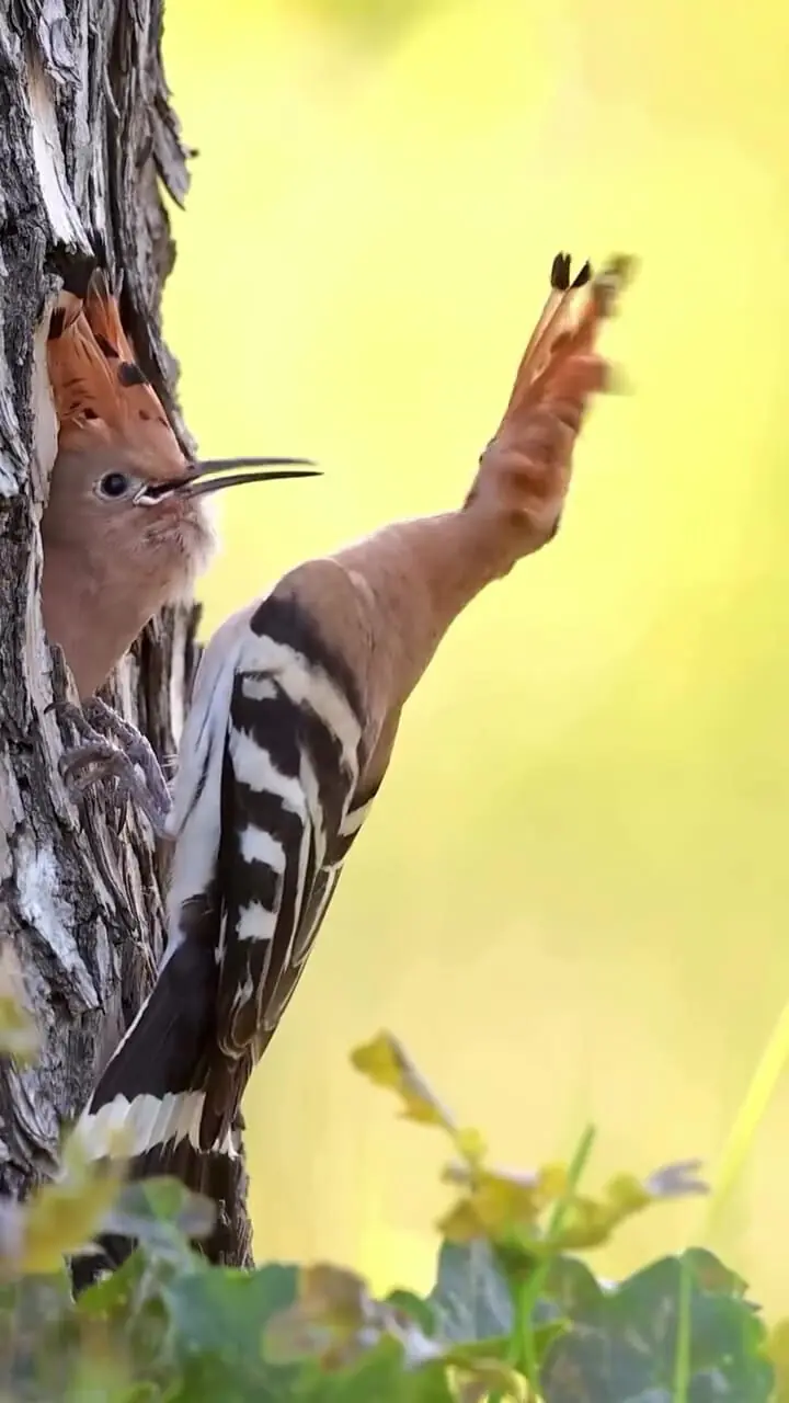 فیلم غذا آوردن هدهد برای جفتش در لانه