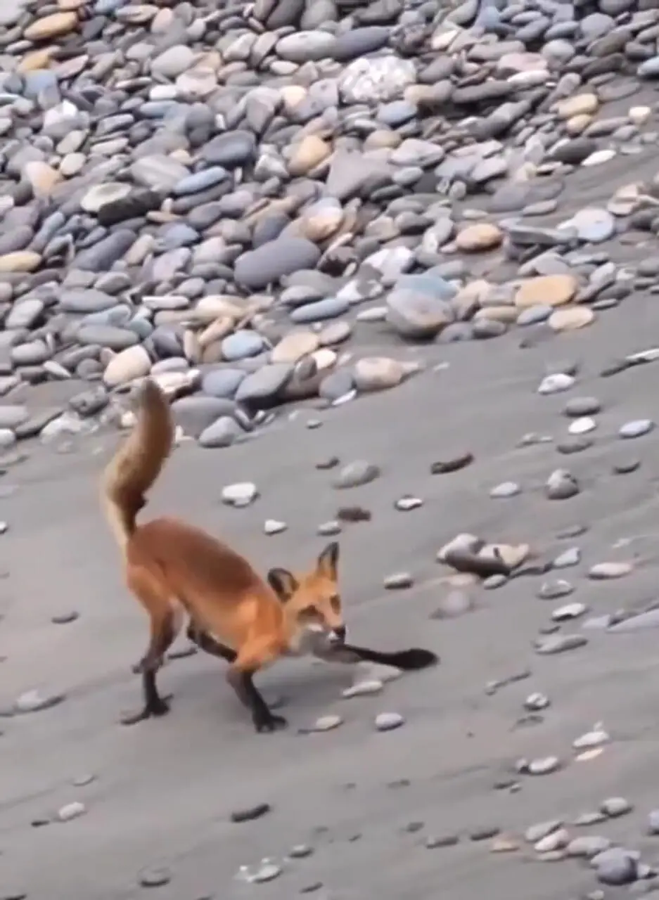 فیلم تلاش شاهین برای شکار روباه چابک