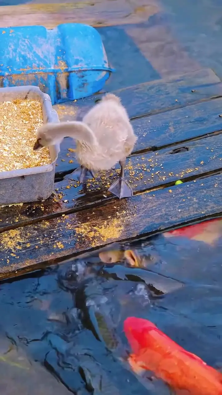 فیلم غذا دادن جوجه‌قو به ماهی‌ها