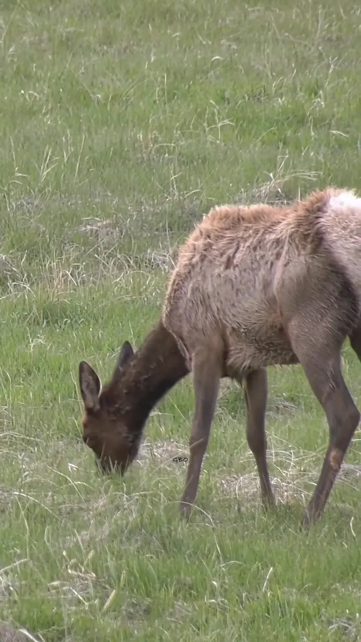 فیلم رفتار غیرمنتظره آنتلوپ در حیات‌وحش