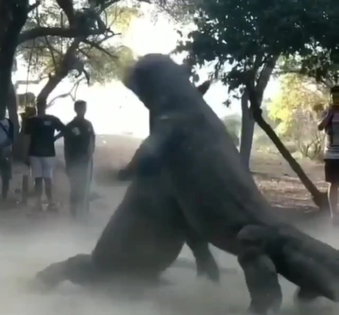 فیلم نبرد خطرناک دو اژدهای کومودو در روستا