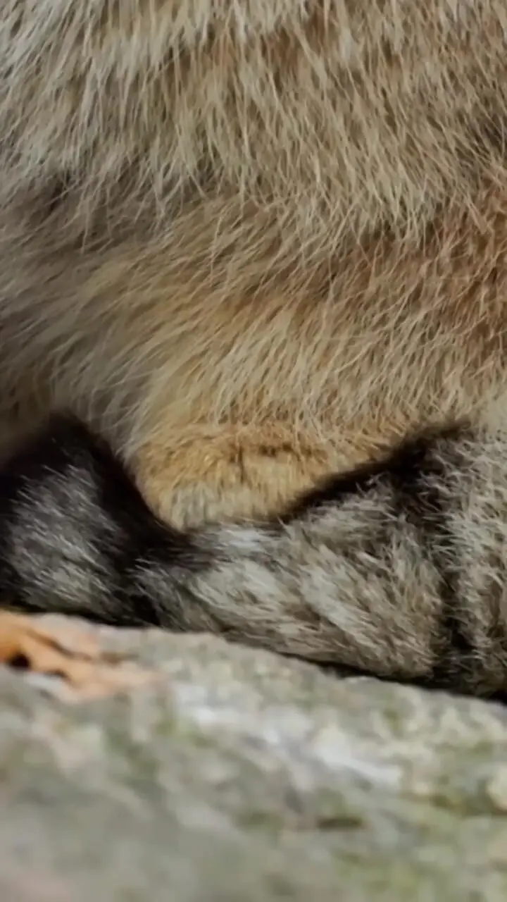 فیلم گربه پالاس با چهره‌ای با شکوه در کوهستان