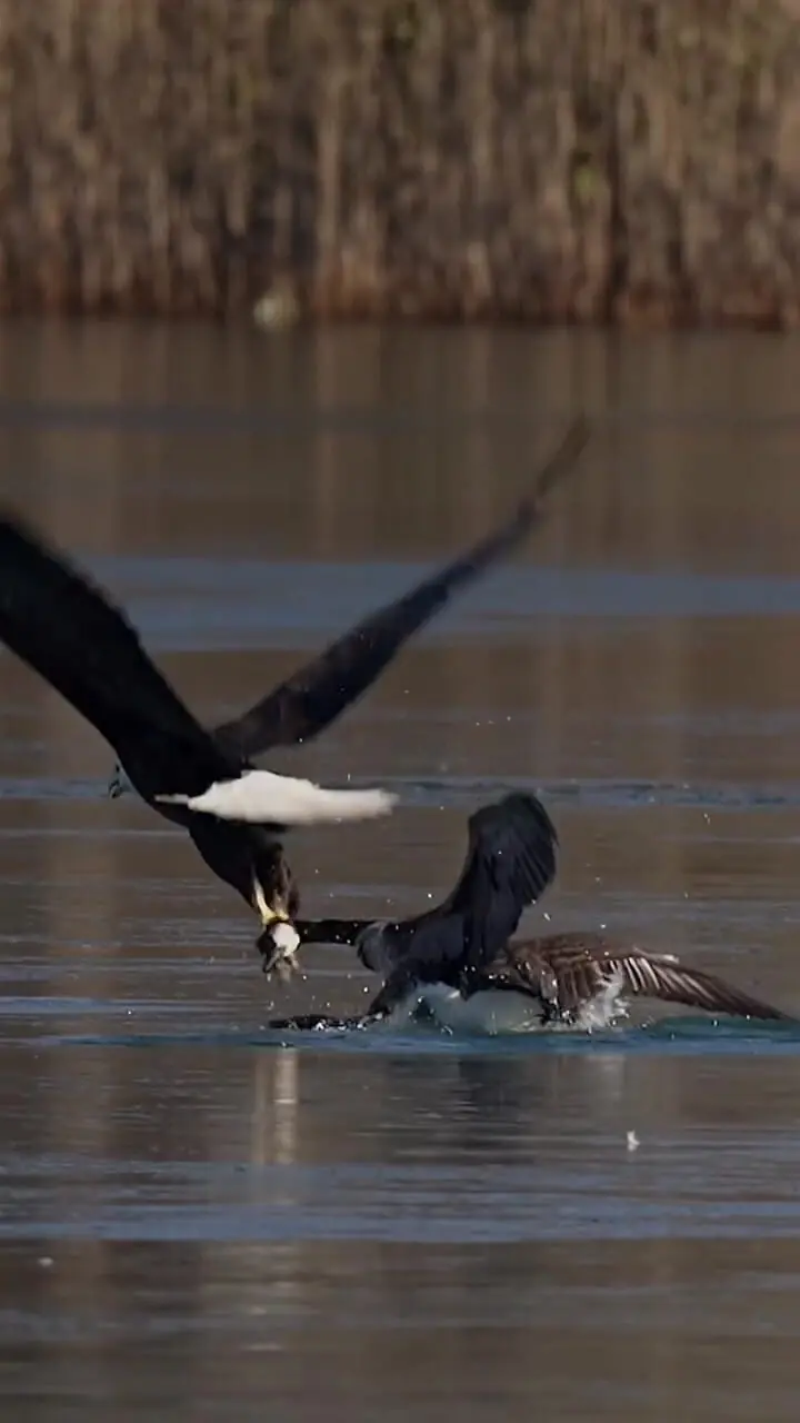 فیلم شکار ناموفق غاز توسط عقاب در دریاچه