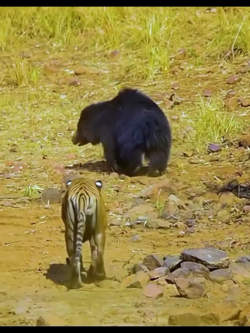 فیلم نبرد تماشایی خرس و ببر در حیات‌وحش