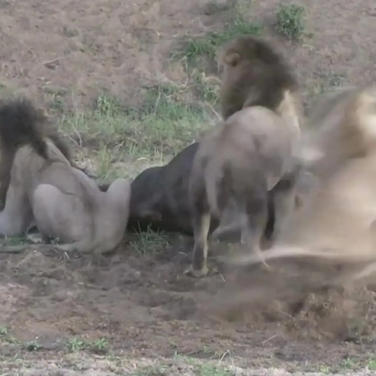 نبرد شیرها که به سود گاومیش تمام شد