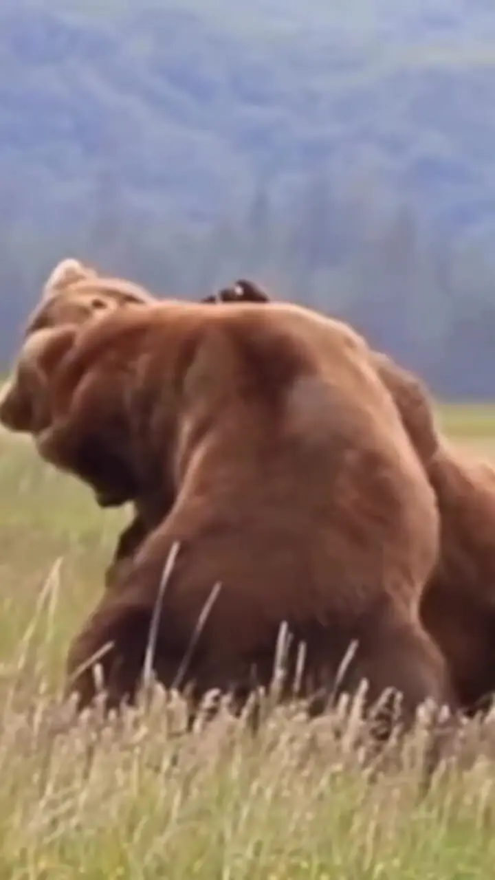 فیلم نبرد سهمگین دو خرس قهوهای عظیمالجثه