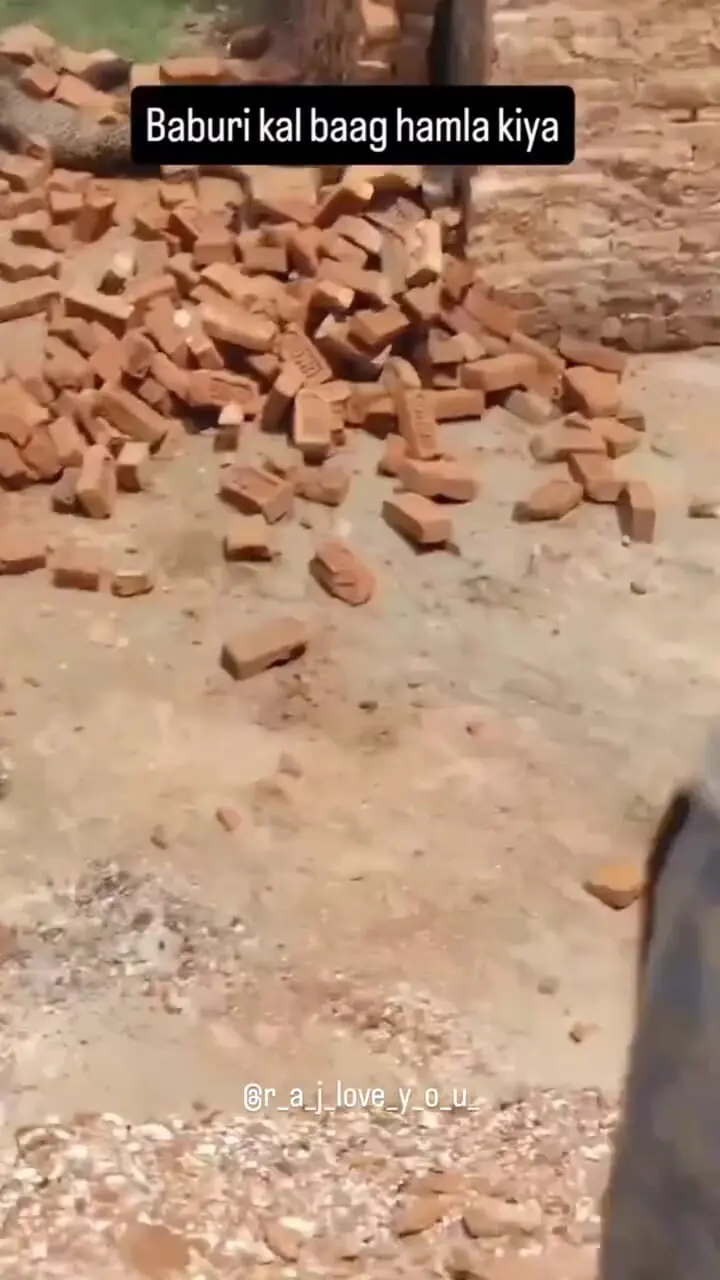 فیلم کشته شدن پلنگ در هند پس از حمله به مرد