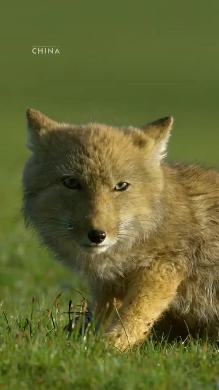 فیلم روباه تبتی همراه تولههایش در طبیعت