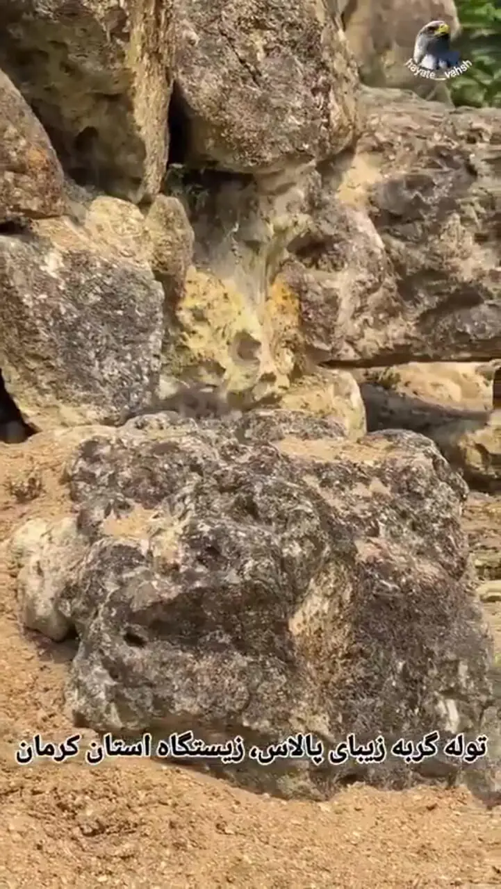 فیلم نمای نزدیک توله گربه پالاس در کویر کرمان