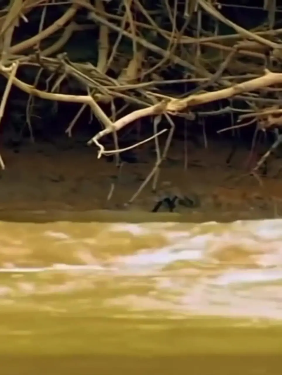 فیلم شکار دیدنی تمساح توسط پلنگ در رودخانه