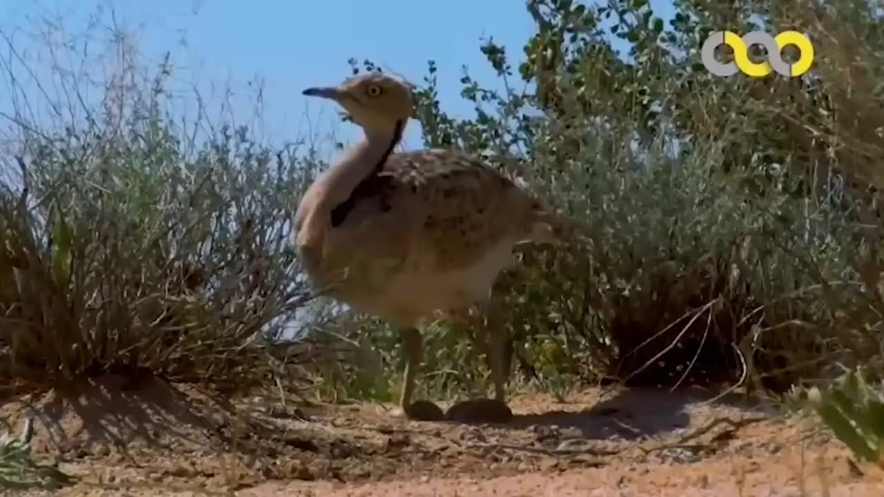 فیلم مستند کوتاه و دیدنی از هوبره