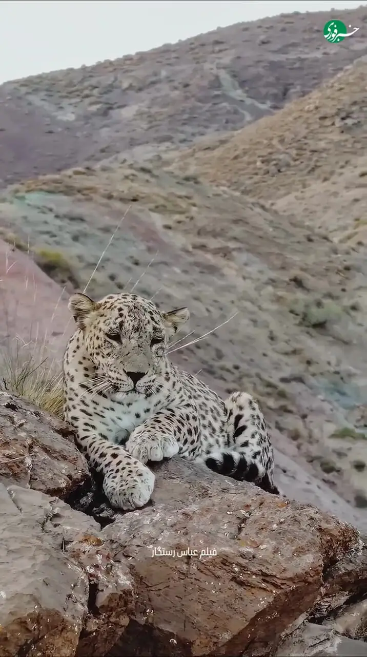 فیلم از زیباترین پلنگ ایرانی در خراسان شمالی / این پلنگ در دنیا هم بی نظیر زیباست
