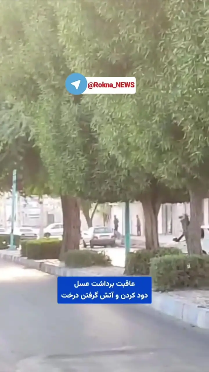 برداشت عسل با آتش‌سوزی ختم شد / مرد جنوبی درختان را به آتش کشید + فیلم