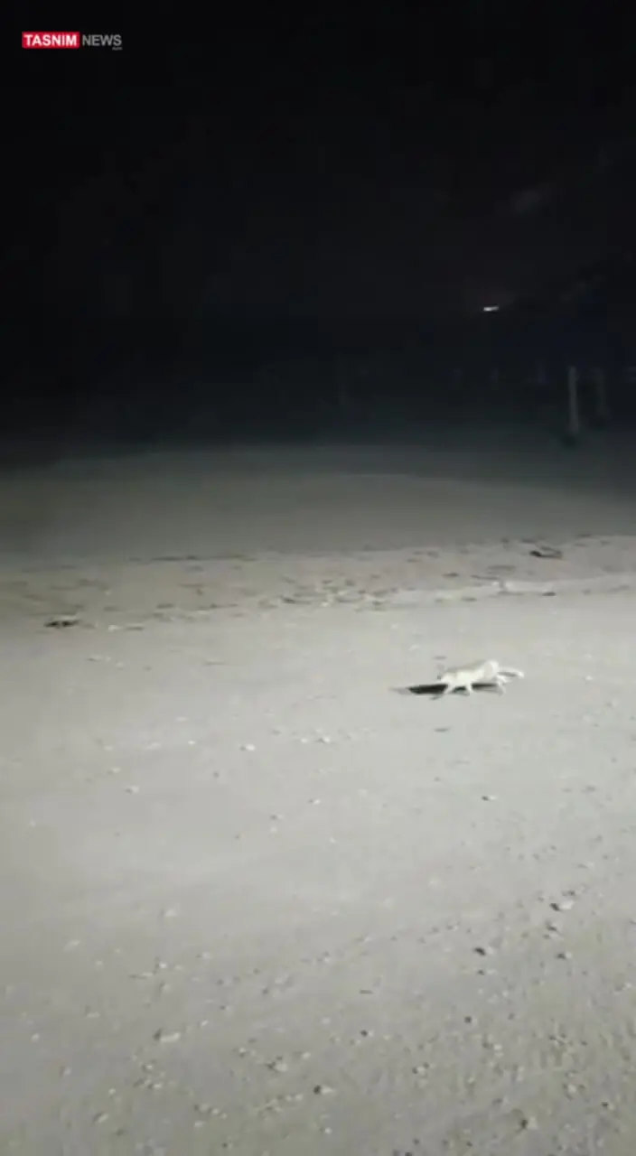 بارش نخستین برف پاییزی در تهران! / همزمان با آغاز نخستین برف پاییزی در ایستگاه هفت توچال، ارتفاعات تهران سفیدپوش شد + فیلم