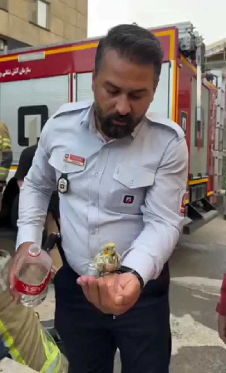 عروس هلند در دستان آتش نشان تهران + فیلم