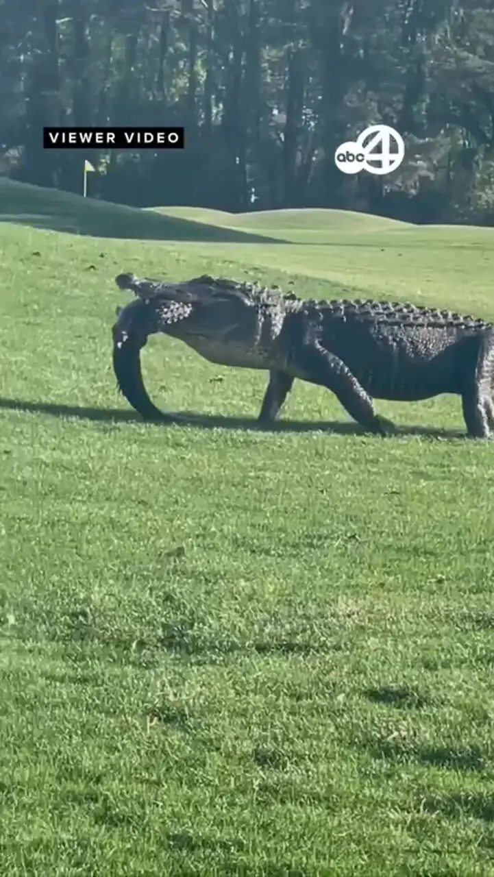 فیلم شکار تمساح توسط هم نوعش