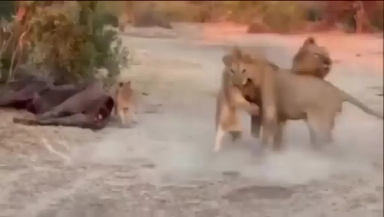 فیلم قتل توله شیر توسط شیر نر در نبرد قلمرو