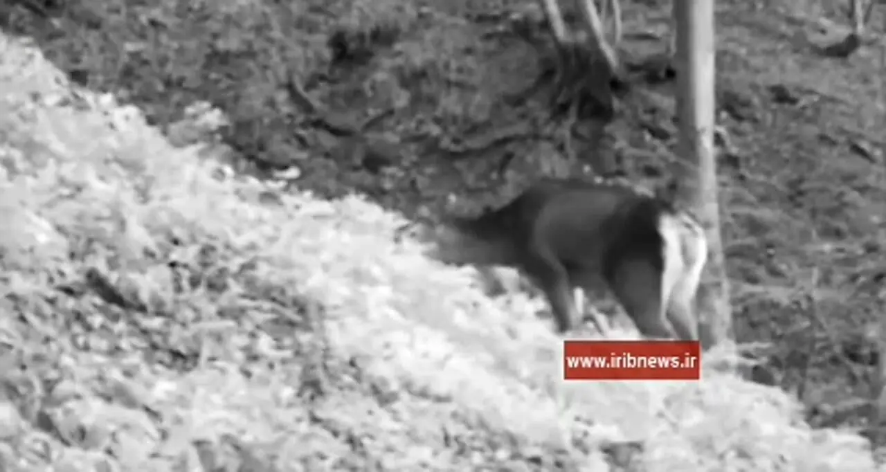 فیلم / تصاویری از مرال یا گوزن قرمز در جنگل‌های لنگرود